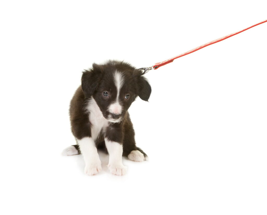 犬が散歩で歩かない原因は？子犬からシニア犬まですぐに試せる対処法を解説