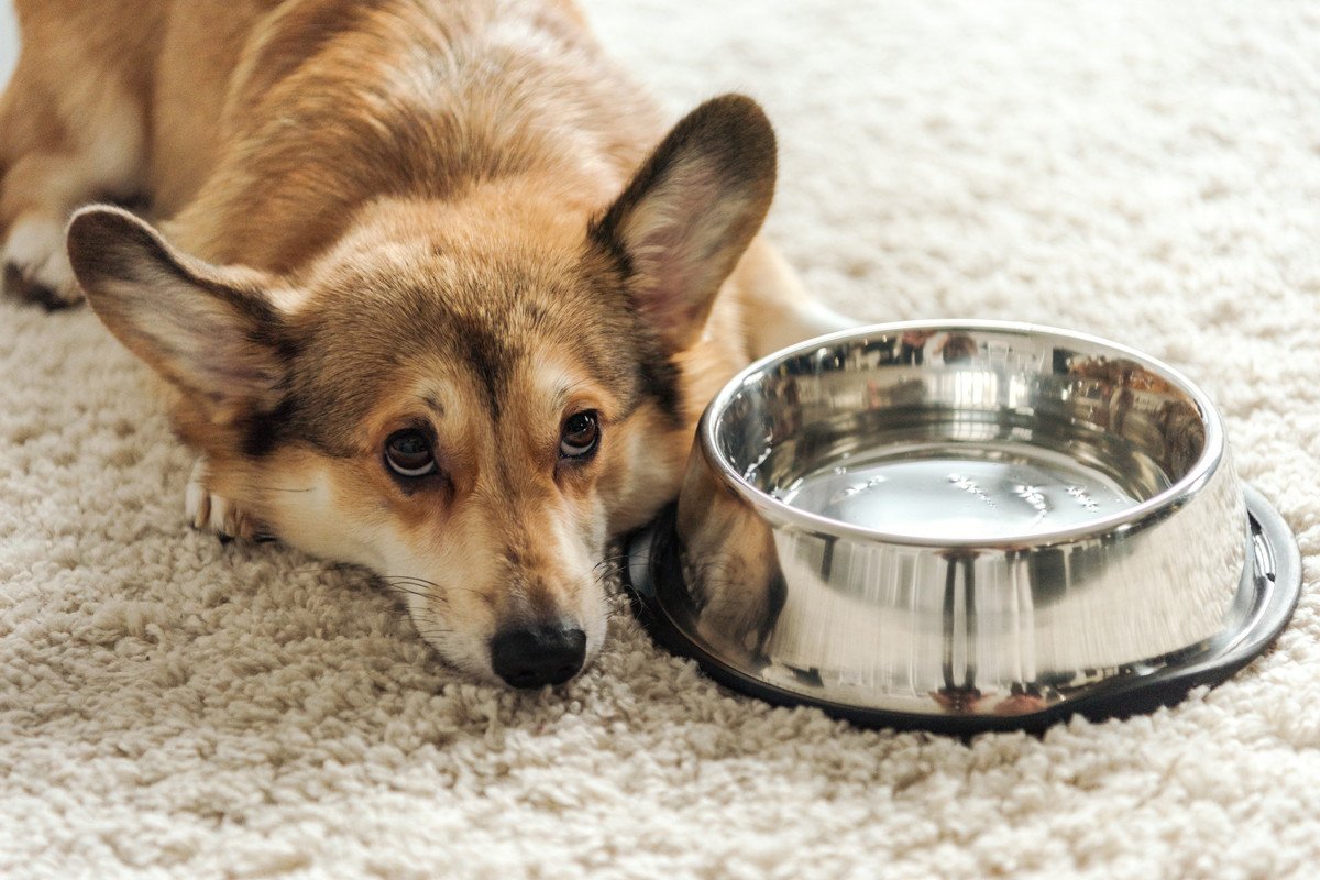 犬が『お水を飲まない』原因とは？飲みたがらないときに考えられる危険な症状まで