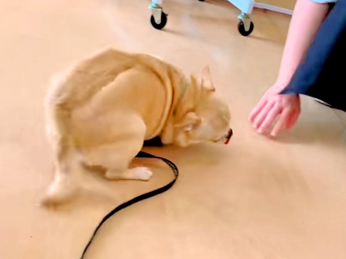 トリミングサロンで『推しのお姉さん』を出待ちする犬→出てきた次の瞬間…想像を超える『狂喜乱舞する光景』が話題「しっぽちぎれるーｗｗ」