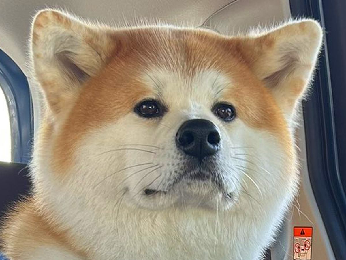 車の中で『もしかしてオナラした？』と秋田犬に尋ねてみた結果…『白々しすぎる対応』に爆笑「それがなにか？って顔で草」「かわいいｗ」と反響