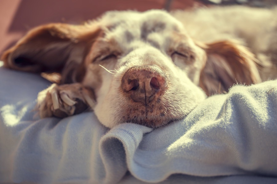 「犬が死んでしまう夢」の意味や心理状態とは