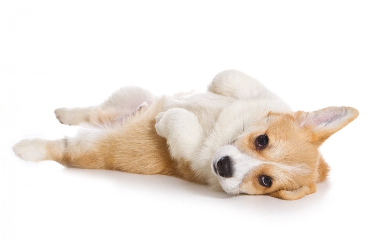 【獣医師執筆】犬の包皮炎｜原因や症状から治療法まで解説