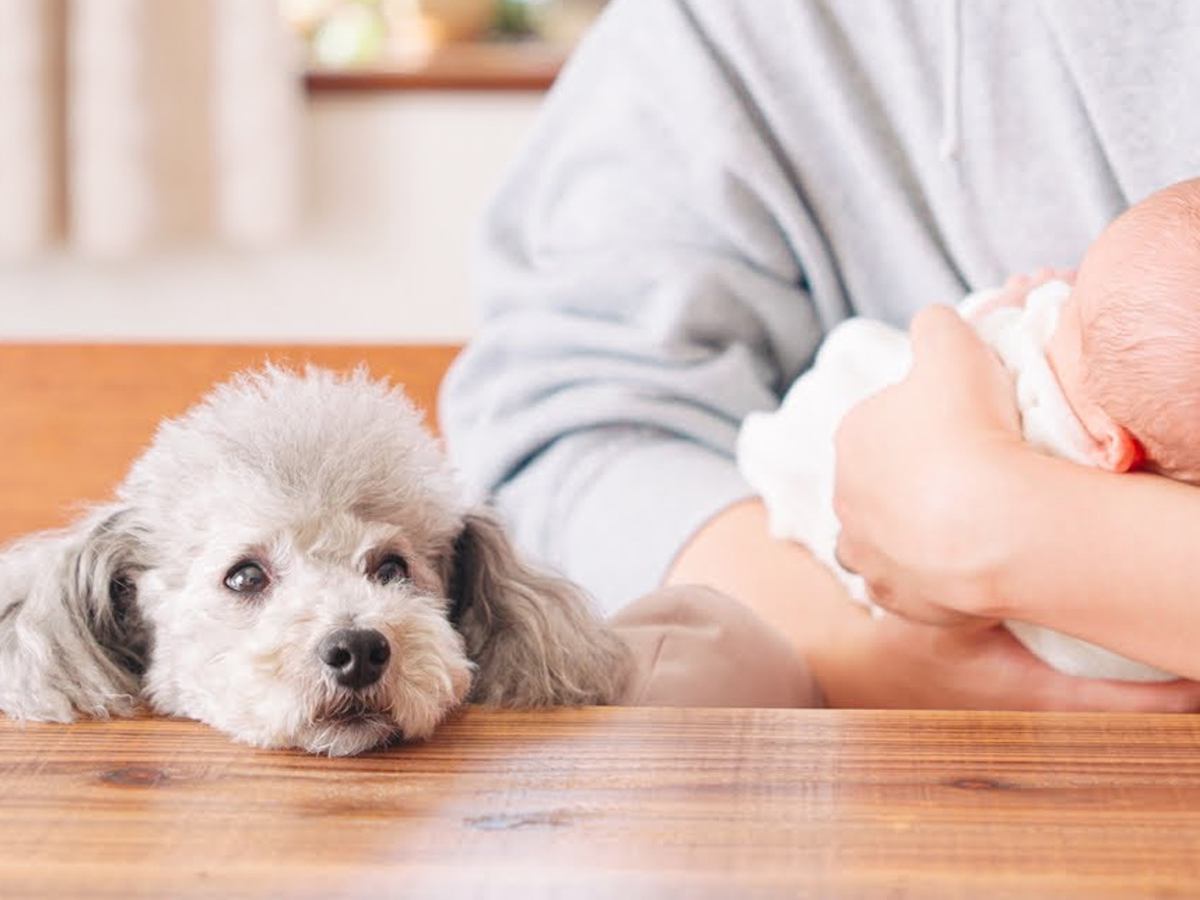 犬が『初めて赤ちゃんを見た』結果…重要な"命名任務"もバッチリこなすお兄ちゃんぶりに「頼りになる」「仲良し兄弟になるだろうね」と18万再生