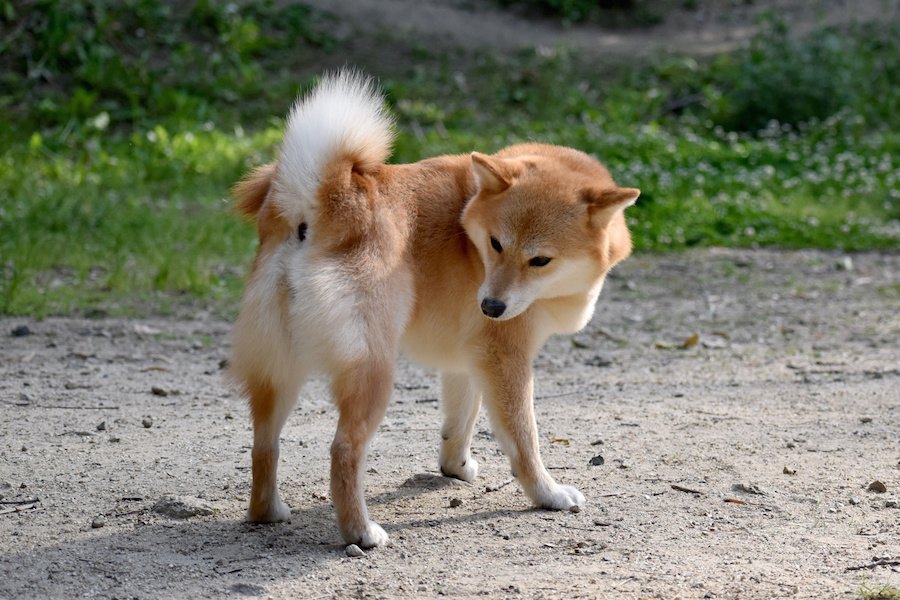 犬のお尻が臭い！原因と対策について解説