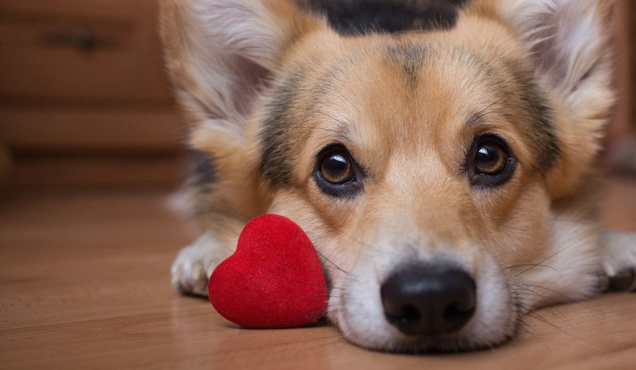 長い間、犬と過ごしているとつい忘れてしまう大事なこと３選