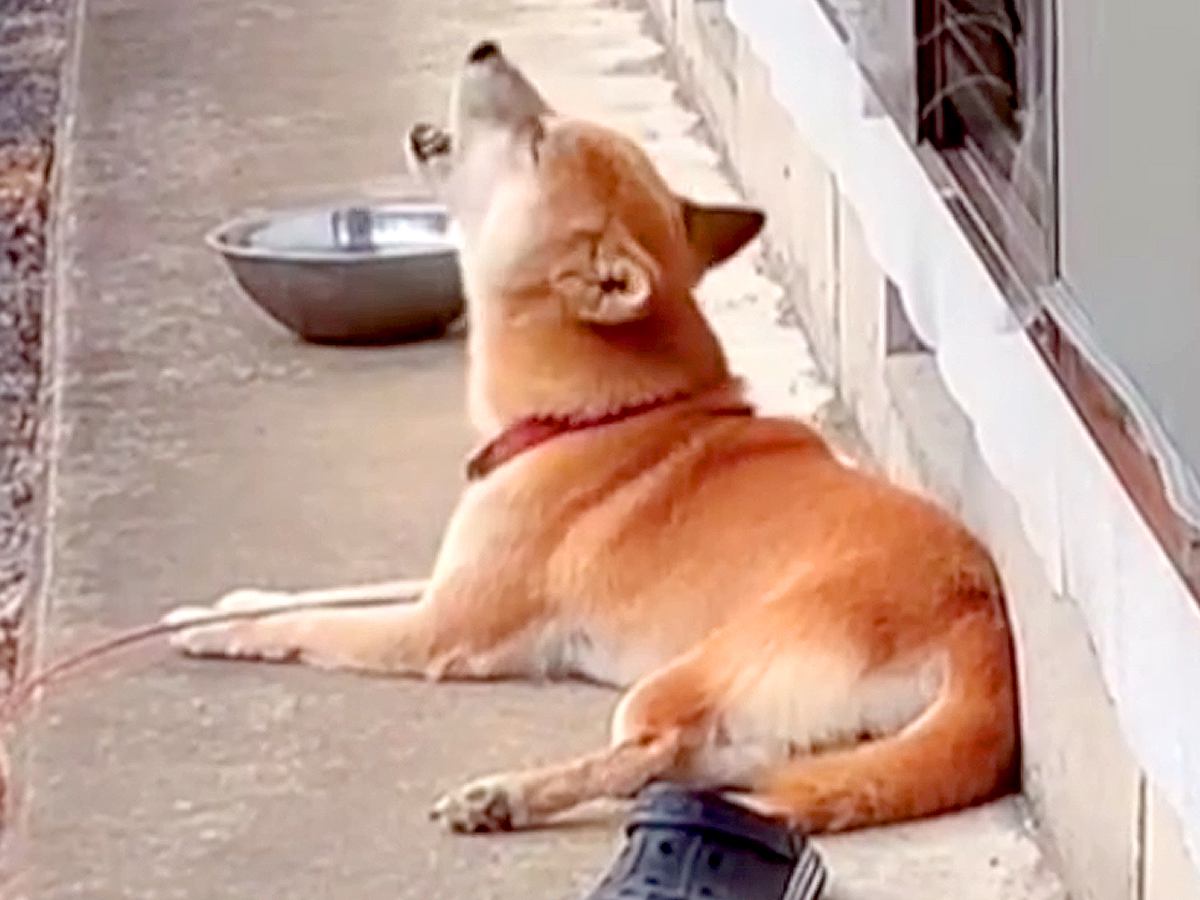 『夕焼け小焼け』が鳴り始めると、犬が合わせて歌い始めて…想像と違いすぎる『まさかの声』に反響「酒焼け声で笑った」「歌声たまらないｗ」