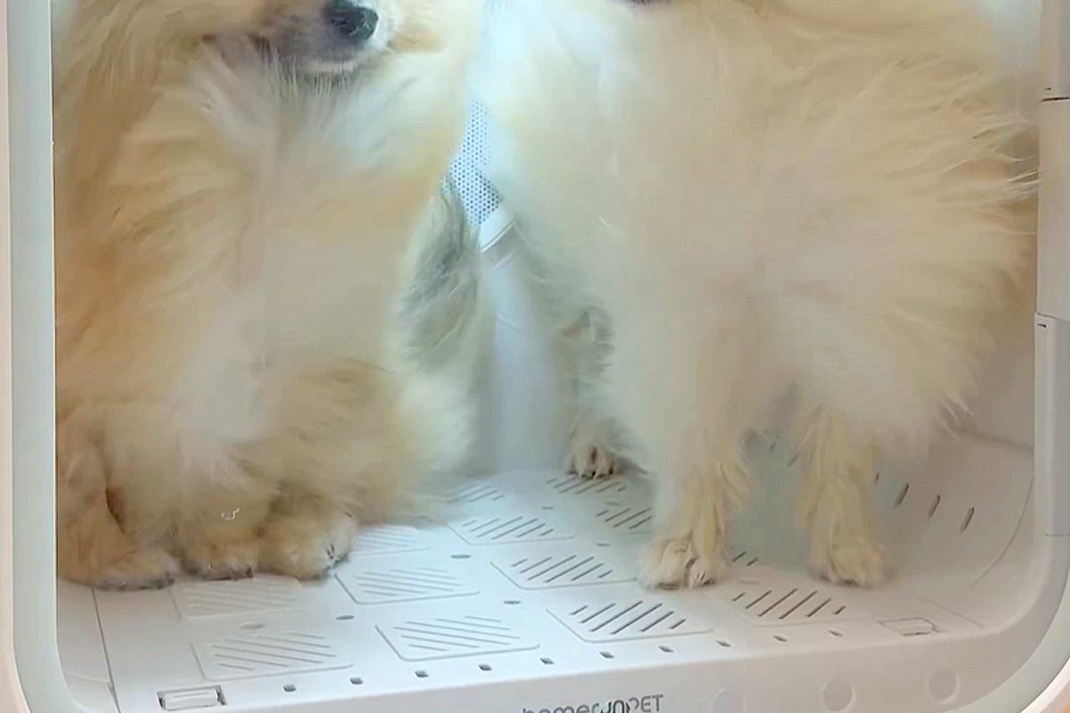 犬2匹を初めて『ドライボックス』の中に入れた結果→想像以上に『気まずい表情』が21万表示「ぎこちない会話してそうｗ」「高校生カップルか」