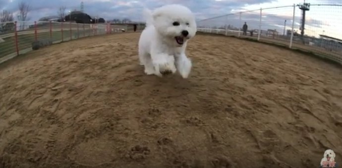 ドッグランで大激走するビション子犬くんがふわもこ過ぎる♡