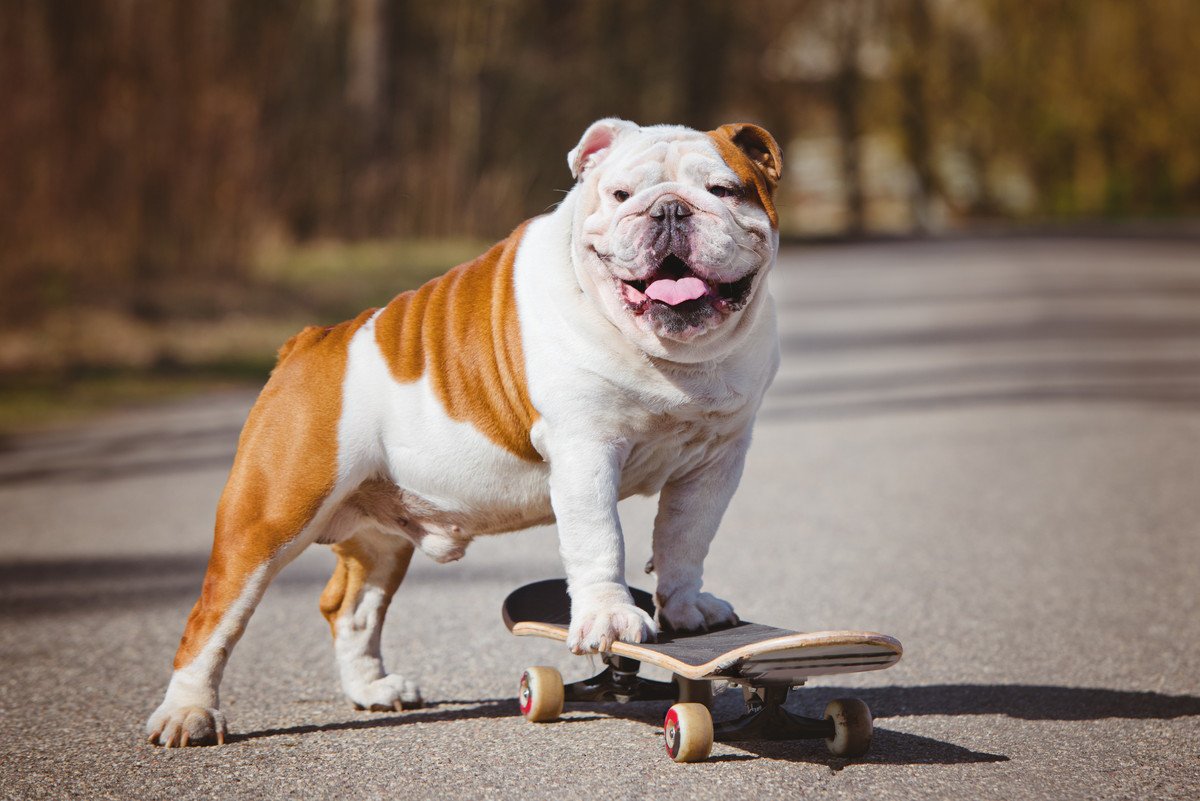 世界の犬たちが持つ『おもしろギネス記録』10選！クスッと笑える記録から衝撃の記録まで