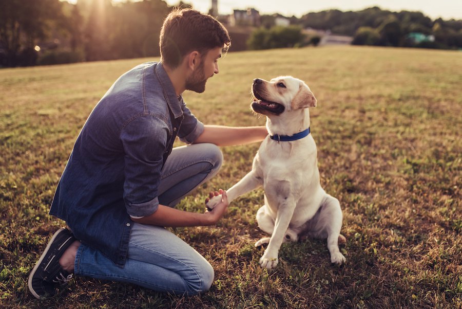 犬は動物の中でどのくらい高い知能を持ってるの？