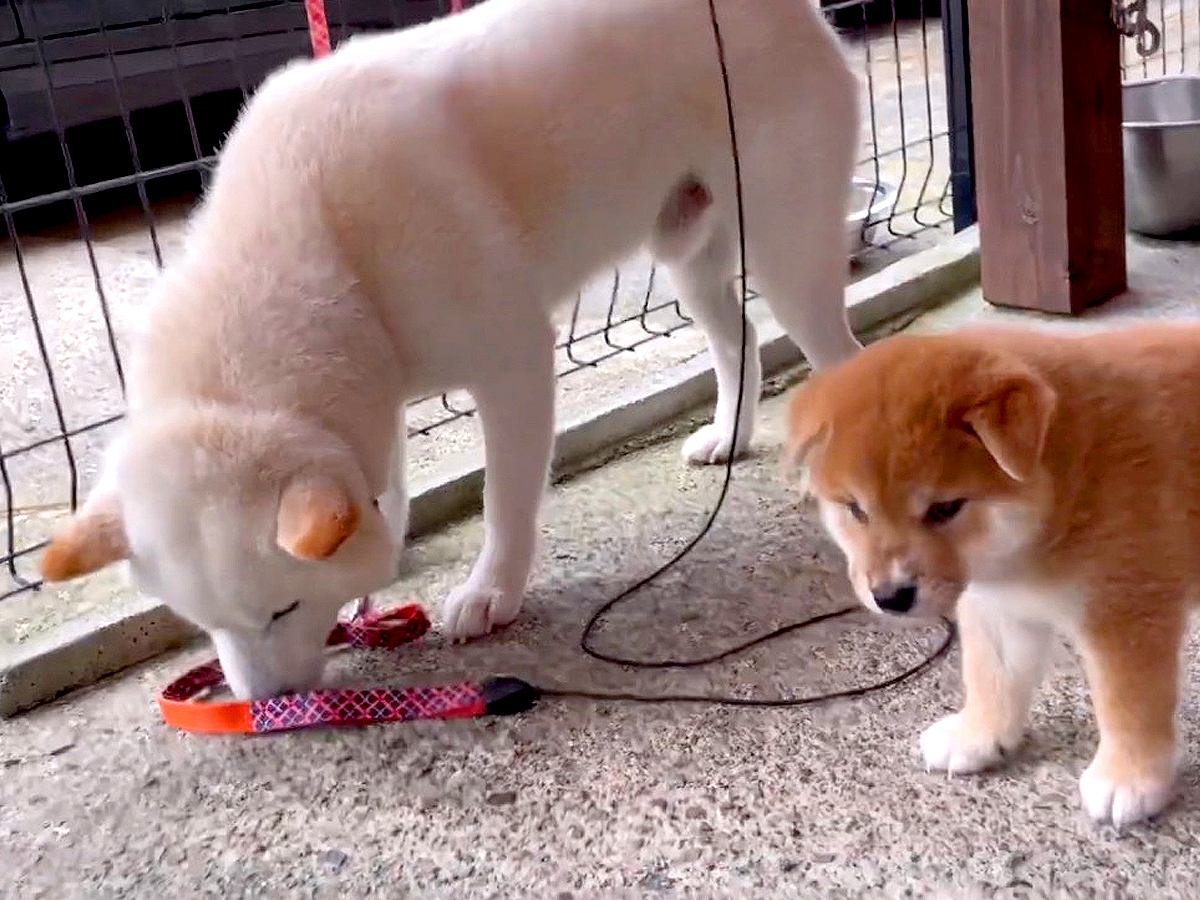 犬の親子が『感動の初対面を果たした』かと思ったら…なぜか子犬を避ける『まさかの理由』が18万再生「お察ししますｗ」「仕方ない」共感の声も