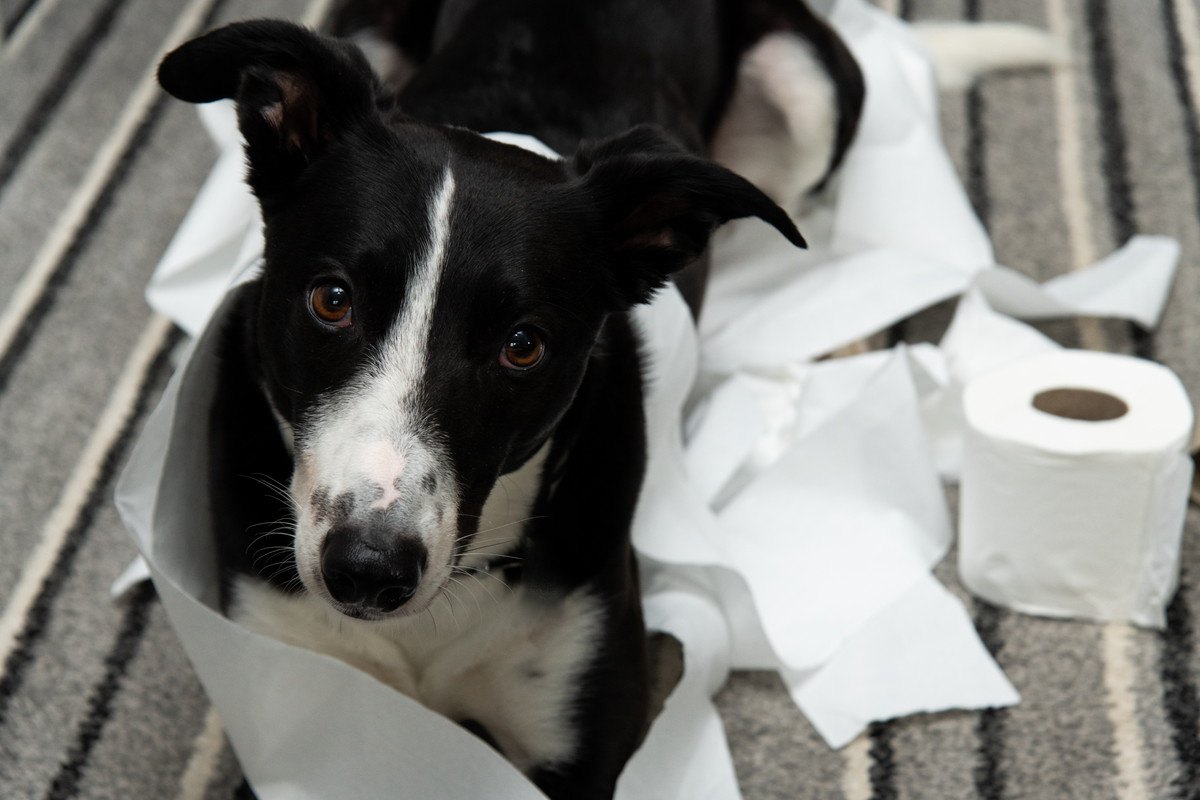 犬が『たまにトイレに失敗してしまう』時の心理6選