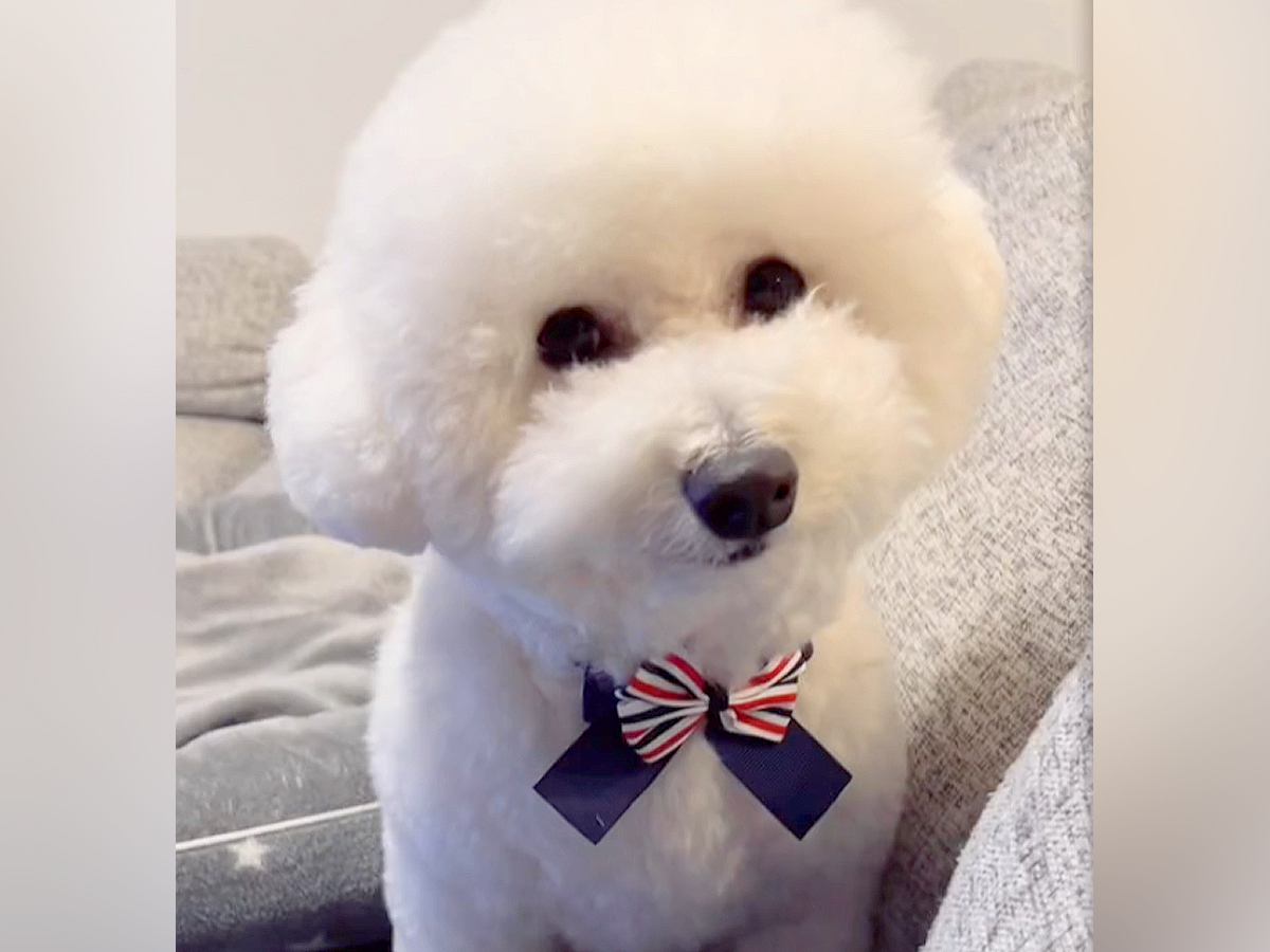 真っ白なフワフワ犬をトリミング→失敗してしまった結果…思わず吹いてしまう『衝撃的なビフォーアフター』に「爆笑したｗｗ」「優勝」の声
