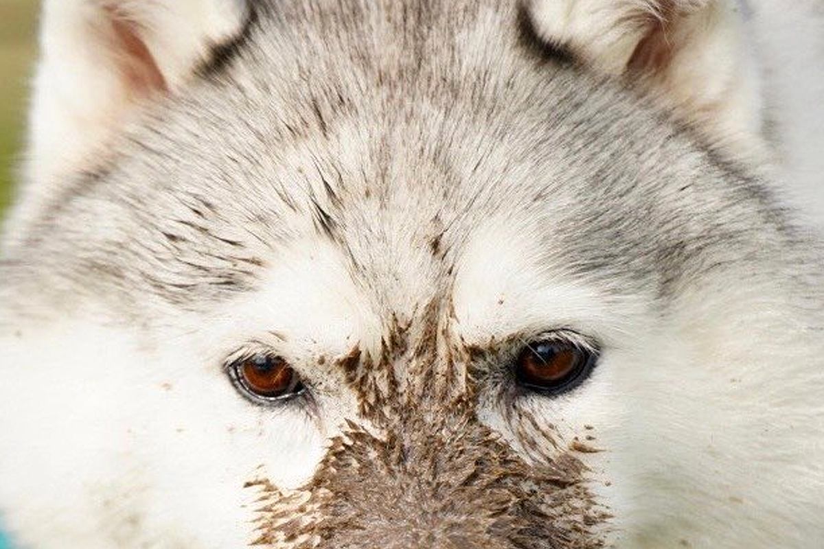 何気なく犬の写真を見返していたら『えげつない汚れ方』をしていて…もはや別生物のような光景が10万表示「シベリアンタヌキーｗ」「可愛すぎ」