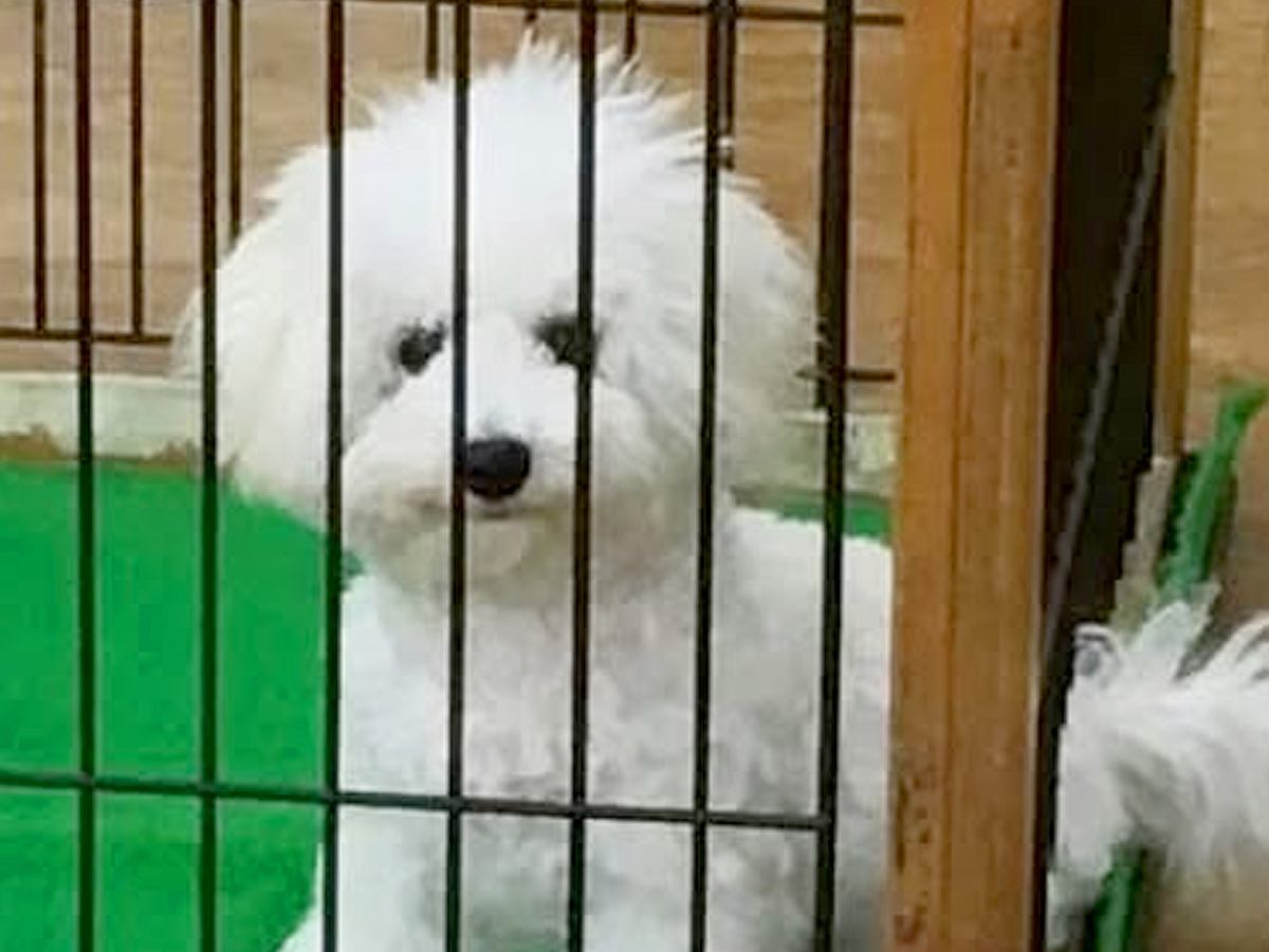 お店で『ケースに入らないほど大きくなった犬』と出会った結果…9年後→思わず泣ける『現在の光景』が54万再生「涙でた」「幸せそうな顔」