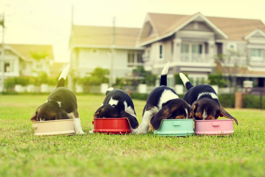 子犬がご飯を食べてるときに逆立ちする理由とは？