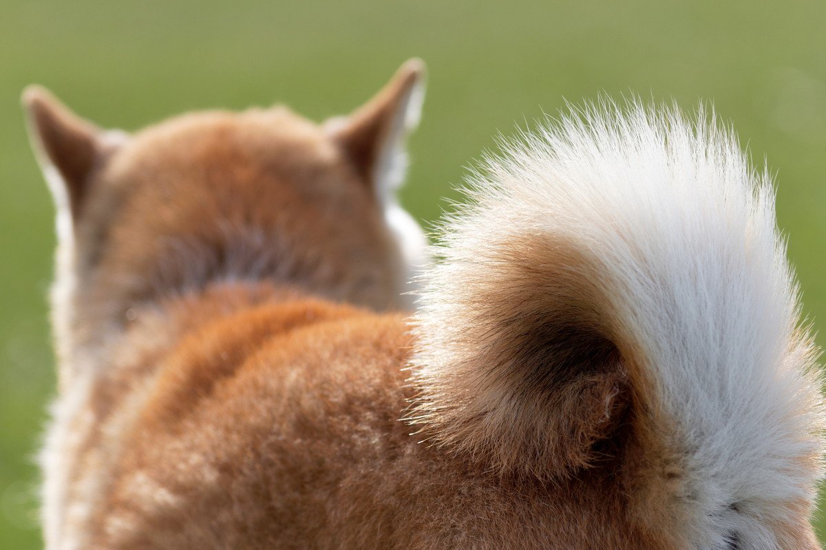 かわいい～♡しっぽがクルクルしている犬種5選