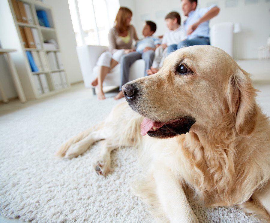 大型犬を室内で飼うために必要なこと３つ