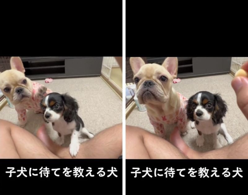 子犬に『まて』を教えたのは飼い主ではなく…先住犬！優しくて頼もしい姿に感嘆「うちも先住犬が教育係です」共感の声も