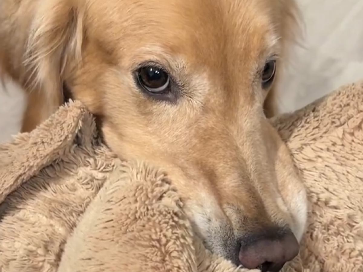 ご飯を食べ終わった大型犬の日課→『控えめに遊びに誘う様子』が可愛すぎると1万いいね集まる「表情うかがってる」「めちゃくちゃ可愛い」と絶賛