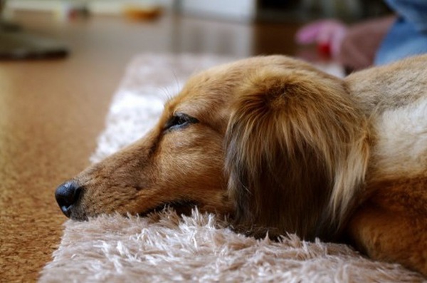 愛犬のしゃっくり・咳・震え・・・。隠れた病気のサインを見逃さないで！