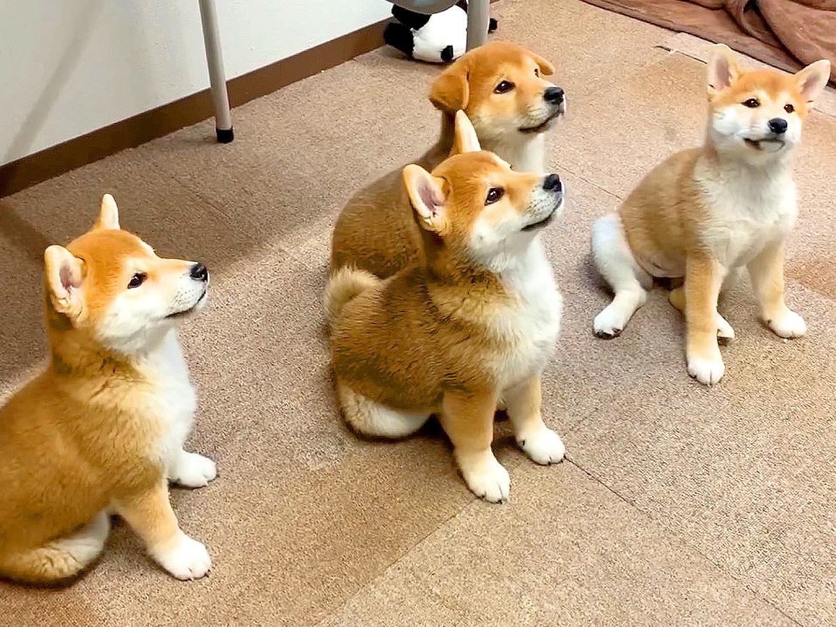 4匹の子犬たちを『同時におすわりさせた』結果…あまりにも尊い光景が17万7000再生「まるで天使」「完璧…可愛すぎてたまらん」と悶絶