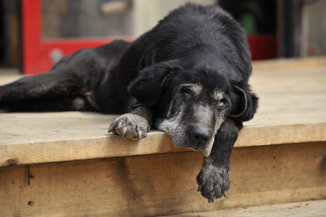 犬が急に老け込んだ時に考えられる原因