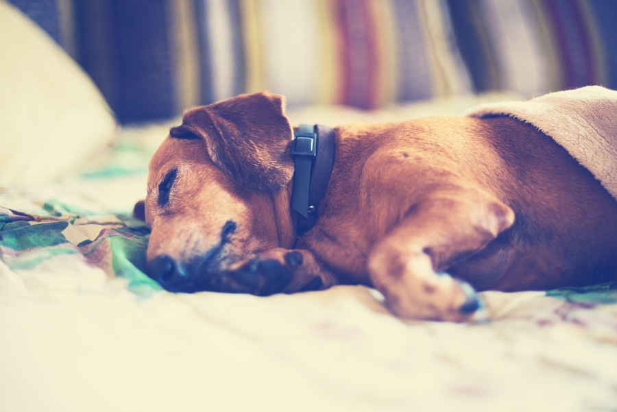 犬のてんかんの種類と対処法