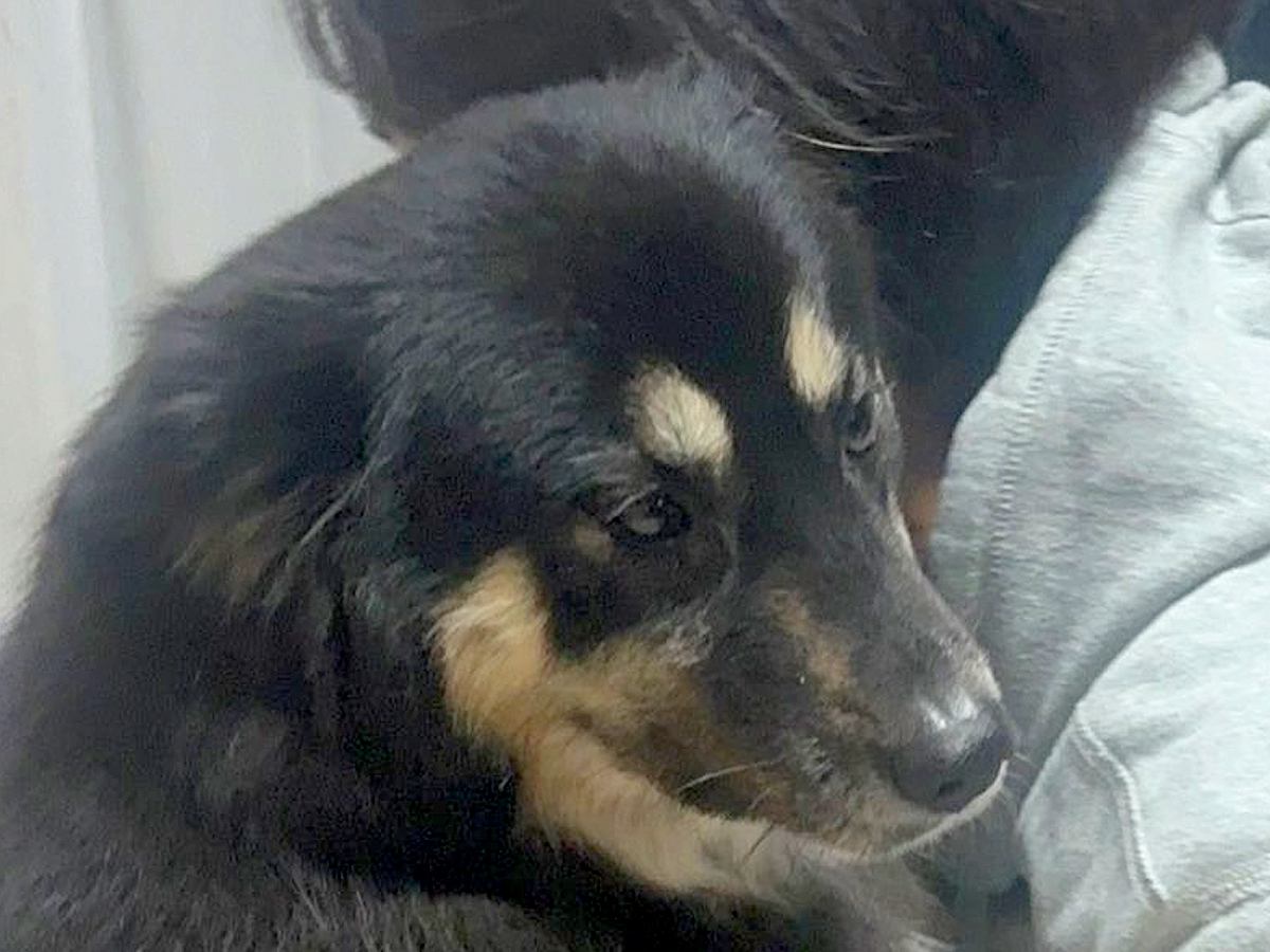 実家のおじいちゃんおばあちゃんに甘やかされすぎた犬→帰ろうとしていたら…可愛すぎる抵抗に1万いいね「虚無ｗ」「踏ん張ってる」と爆笑
