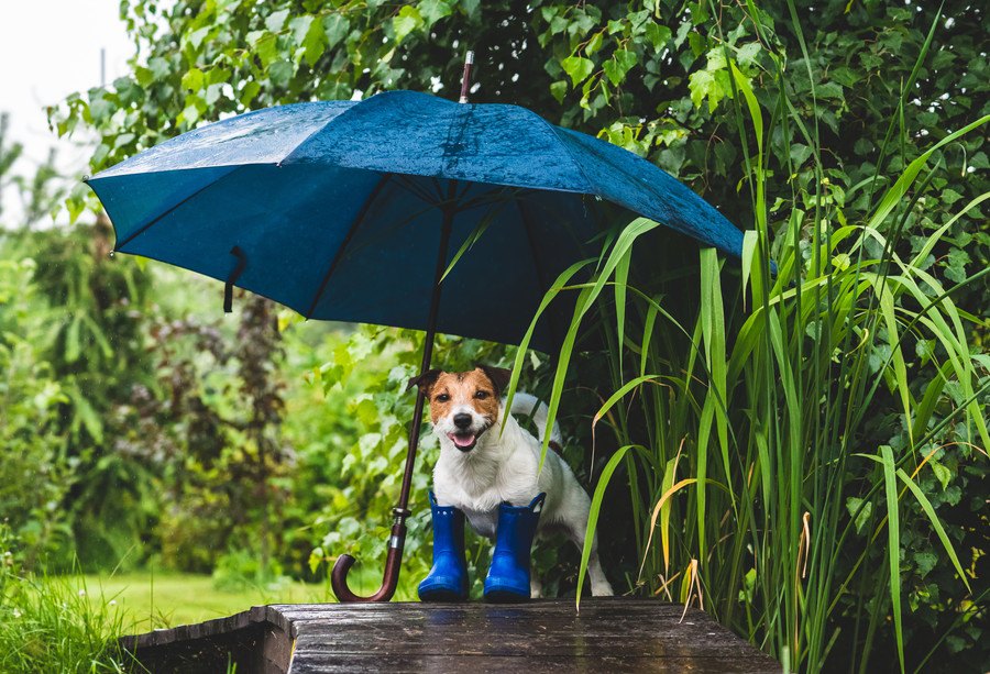 犬は『カタツムリ』が原因で死に至ることがあるって本当？