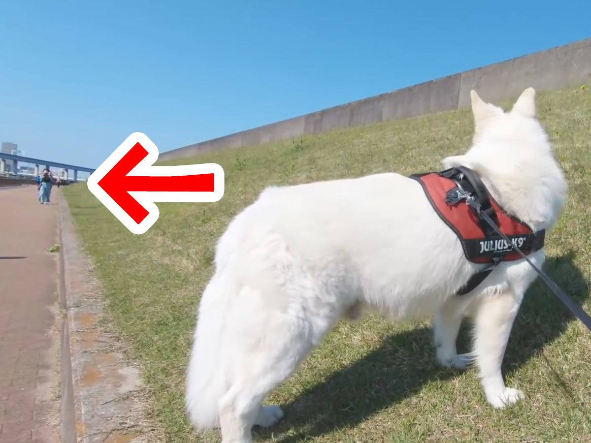 散歩中の大型犬に『居るはずのない人が居たら気付くのか？』を検証してみたら…想像を超える反応と『まさかの結末』が10万再生「可愛すぎる」