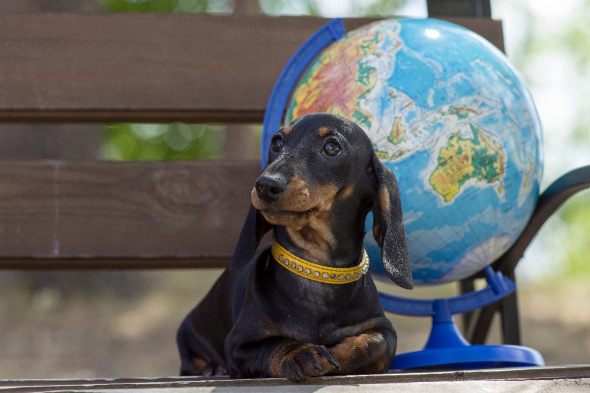 ペットが地球環境に影響を及ぼす？愛犬家として考えたいこと