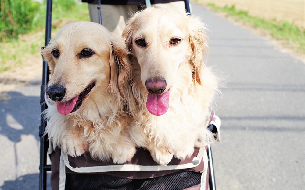 多頭飼いが上手くいく？新たに迎える犬を選ぶポイント