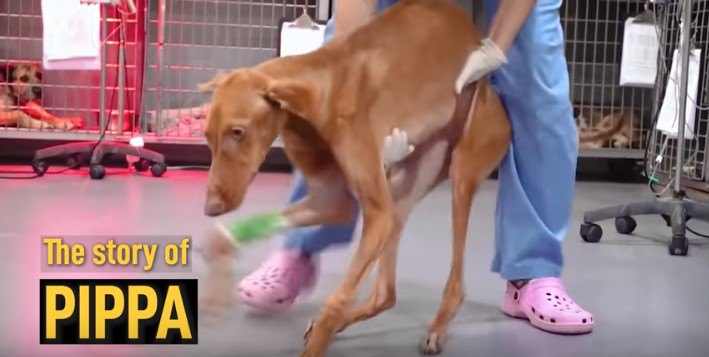 ハンターに捨てられた動けない犬。命の灯は喜びで輝き、消えていった