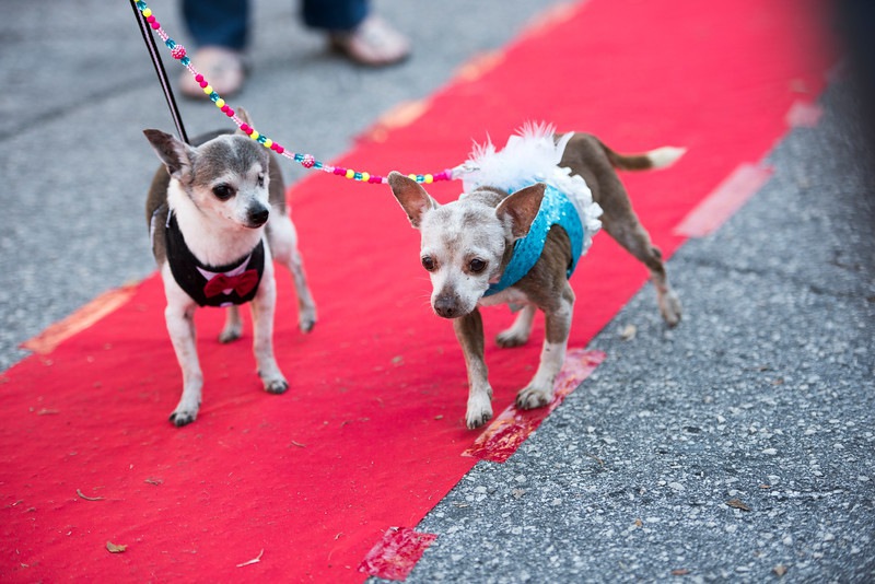 シニア犬の魅力をもっと知ってもらいたいと一風変わった里親探しを開催