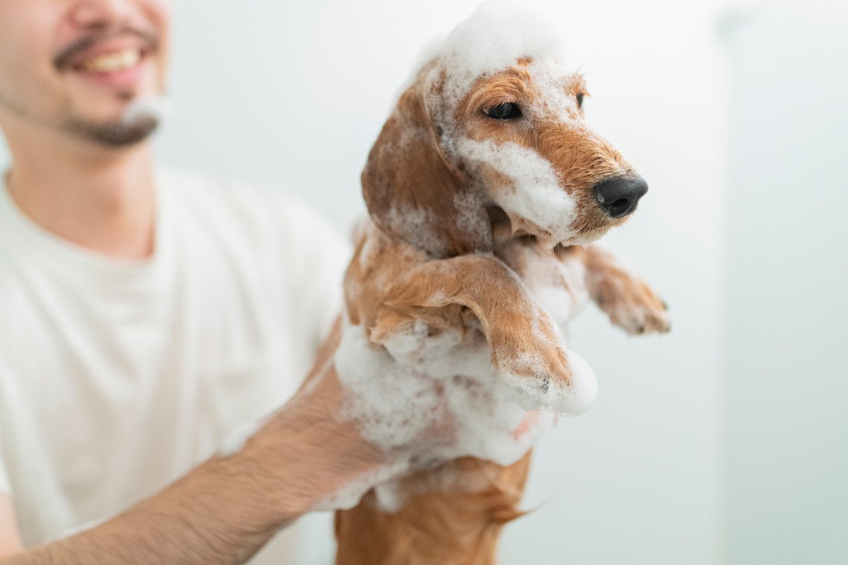 愛犬が水やお湯を嫌がるのはどうして？その4つの原因から克服するための方法まで