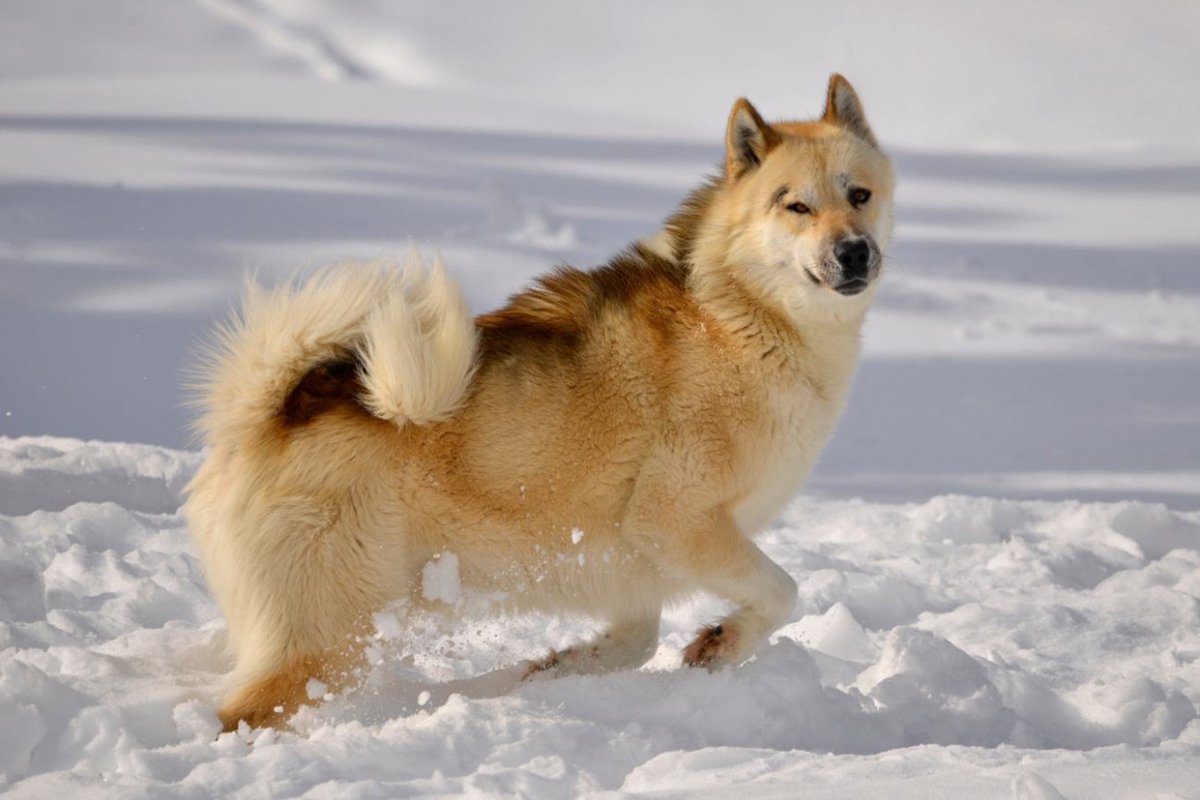【獣医師監修】グリーンランド・ドッグってどんな犬種？特徴と性格や飼い方・価格相場まで解説