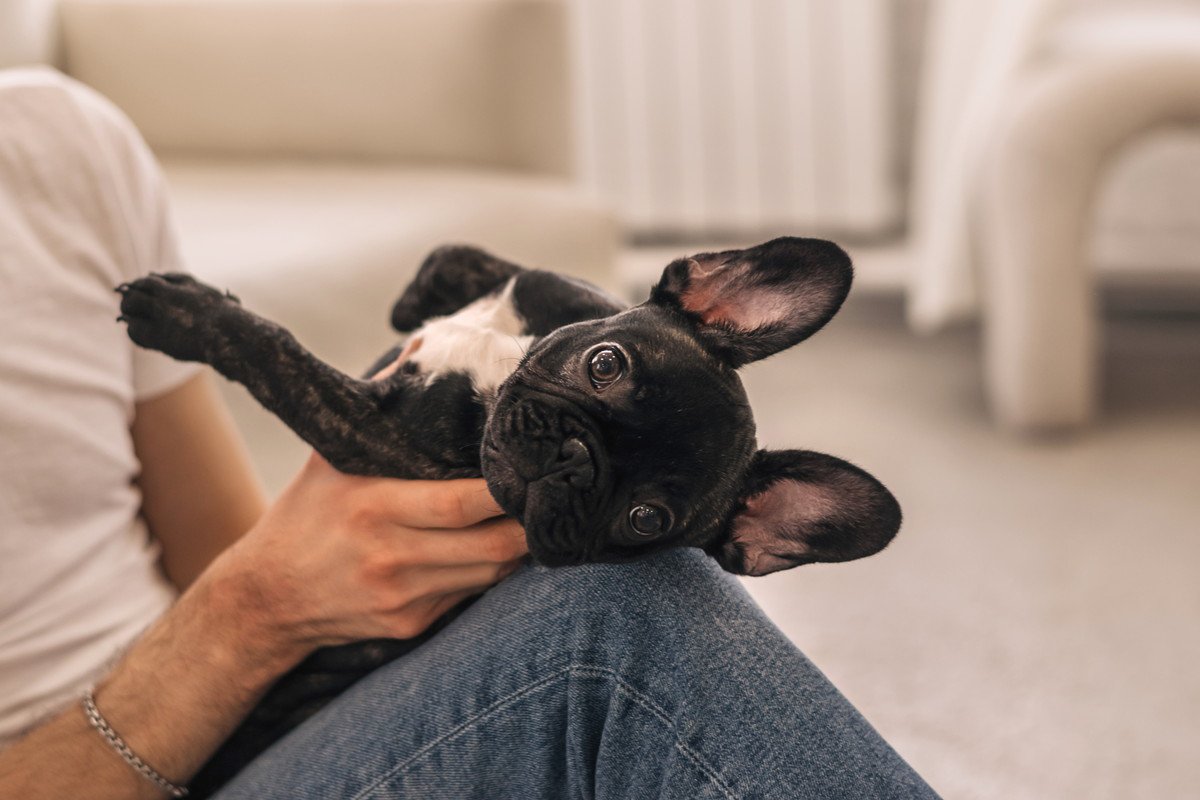 愛犬のストレスが溜まってしまう『飼い主の意外な行動』4選　気付きにくいダメ行為やストレスサインとは？