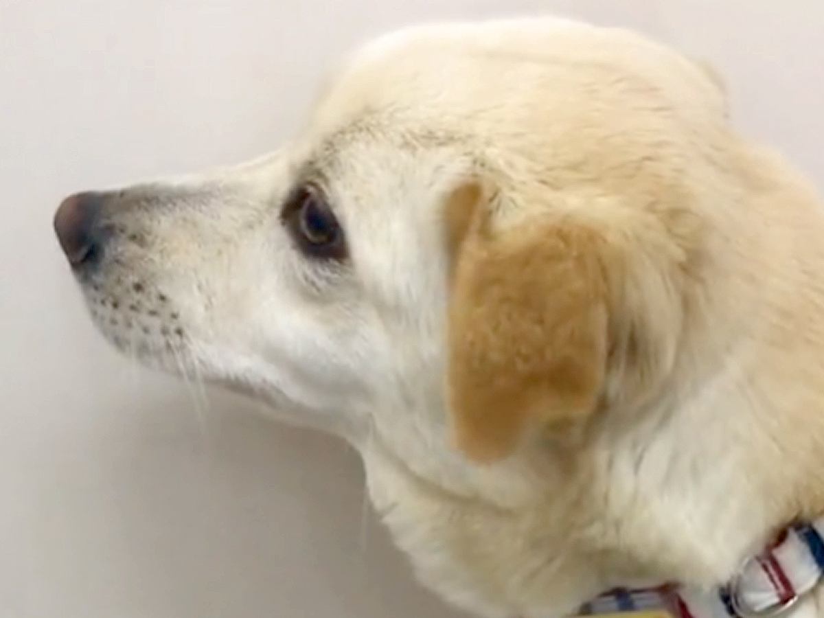人が怖くて震えていた保護犬を家族に→半年後『奇跡の出会い』があり…幸せあふれる光景が泣けると8万再生「素晴らしい」「胸がジーンとした」
