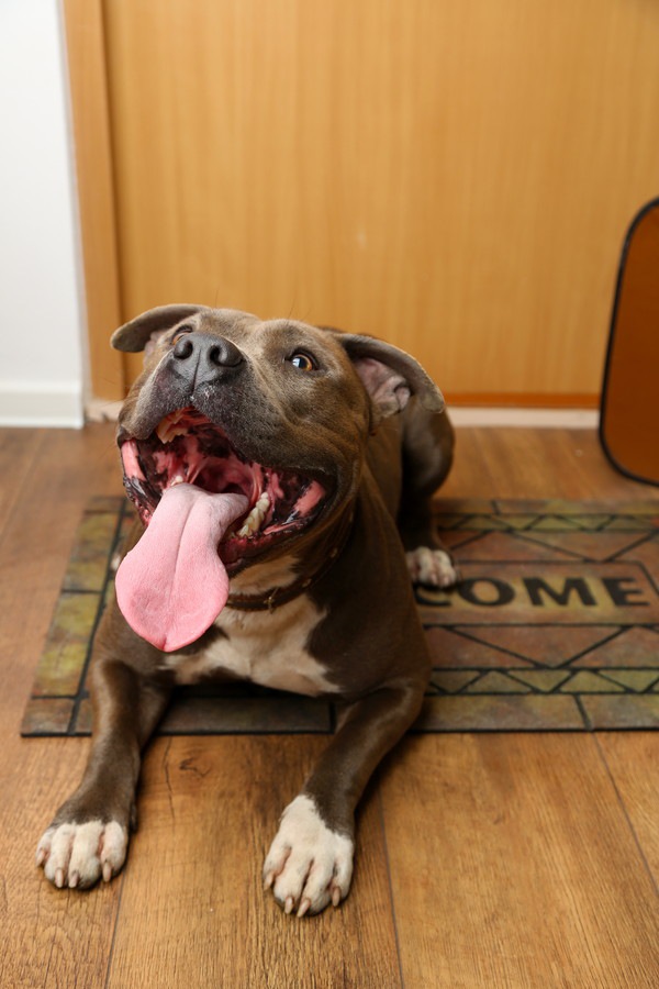 どうして犬は飼い主が帰宅すると大興奮するの？