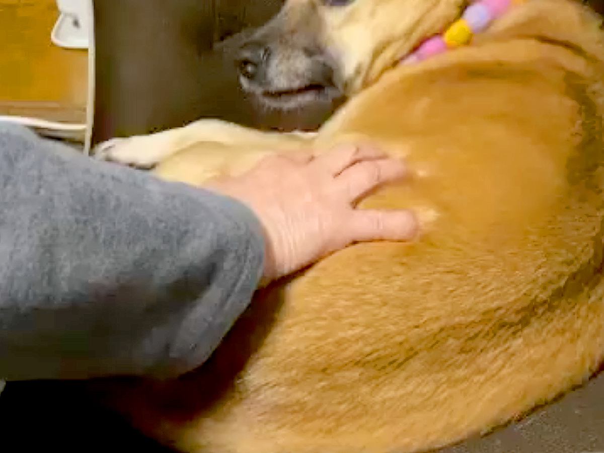 お母さんに撫でられて嬉しそうな元野犬→お父さんも撫でようとしたら…あからさま過ぎる『態度の違い』が12万再生「顔ｗｗ」「声出して笑った」