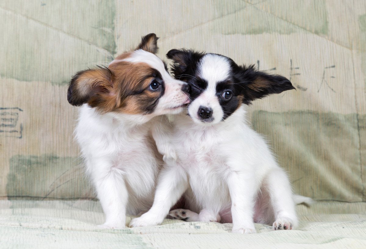 「犬が犬を舐める」心理4つ！実は大事なコミュニケーションのひとつなんです♡