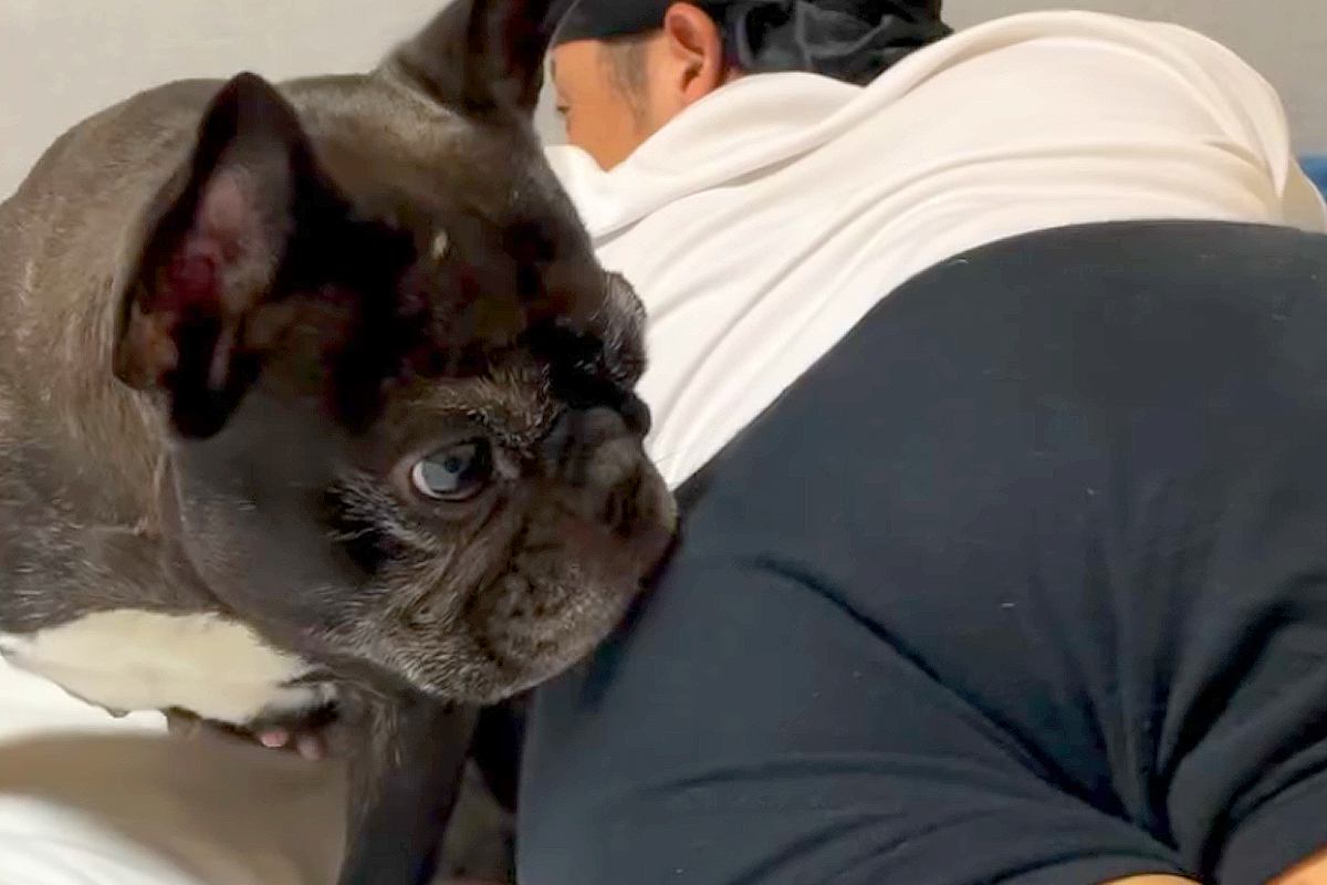 夫が『豪快なおなら』をした結果→犬がニオイを嗅ぎに来て…芸人顔負けな『100点満点のリアクション』が95万再生　激しすぎる反応に思わず爆笑