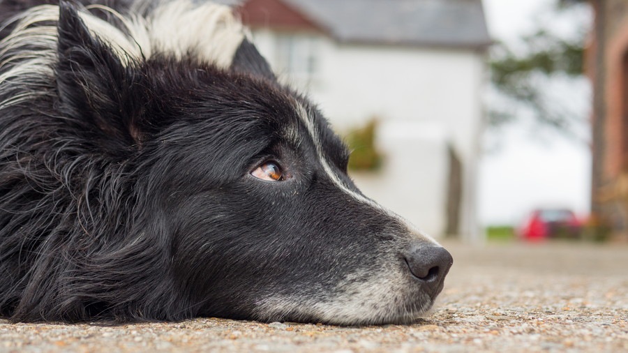 犬が老化により見せるようになる5つのサイン