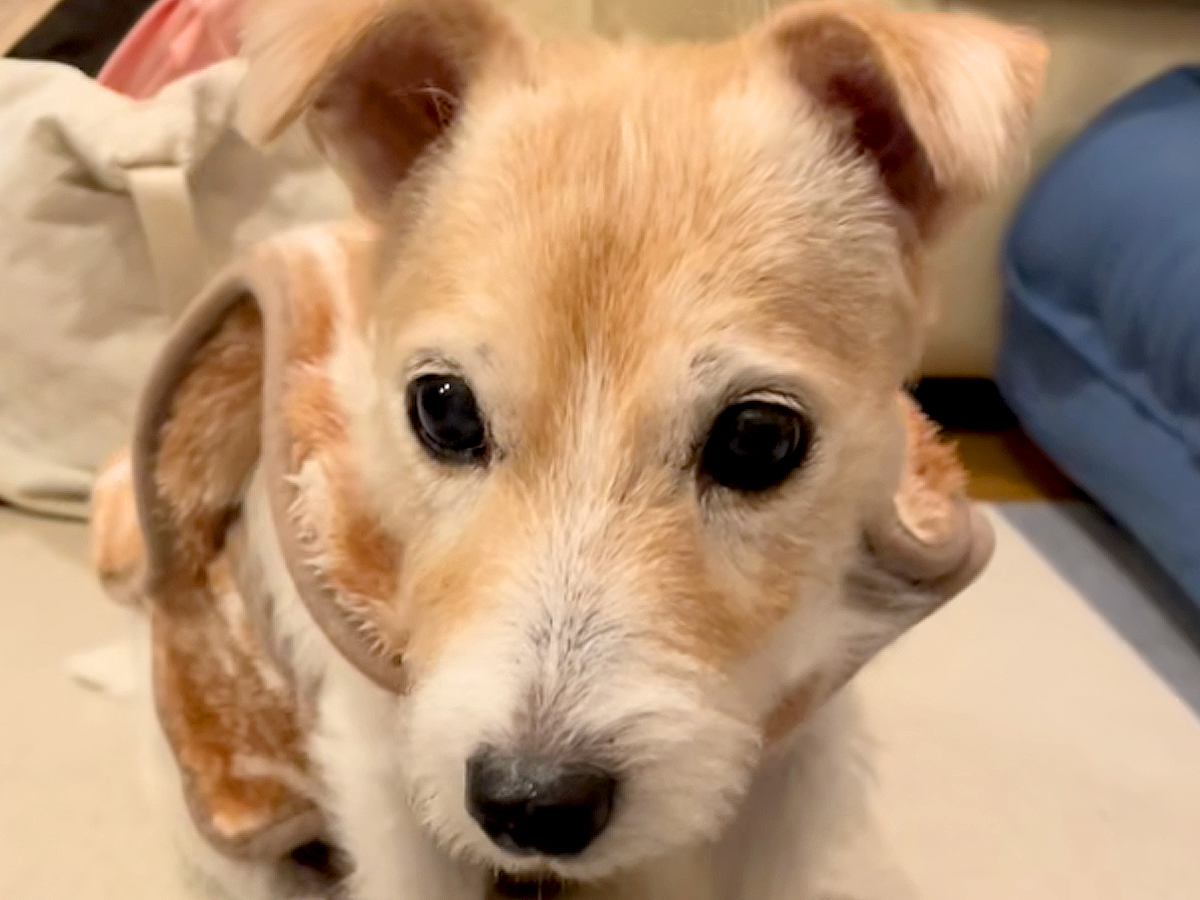 目が見えなくなってから初めてトリミングをしたおばあちゃん犬→声をかけると…思わず泣ける『愛おしい反応』が25万再生「赤ちゃんみたい」