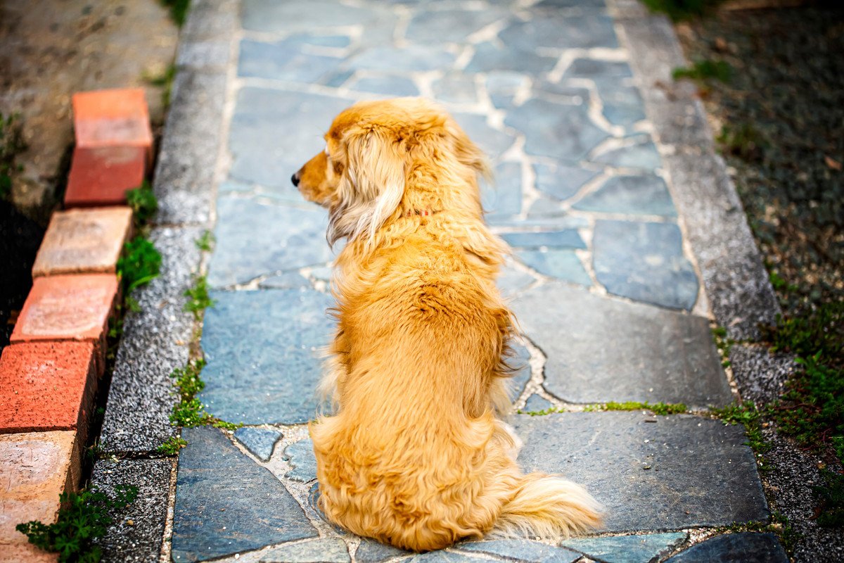 愛犬はどう？犬が叱られている最中にしがちな仕草や態度５選