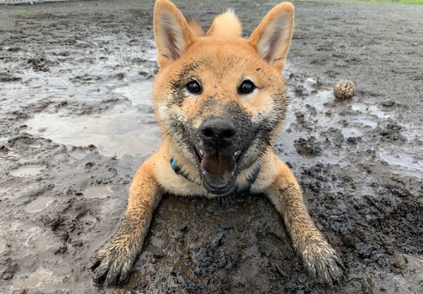 泥んこまみれの柴犬さん！可愛い笑顔に「許すしかない」と話題！