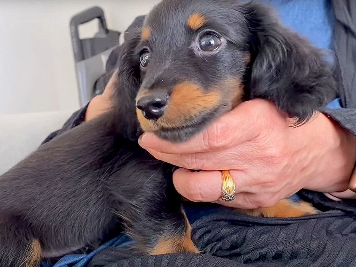 赤ちゃん犬とおばあちゃん『緊張の初対面』…微笑ましいやり取りが尊すぎると4万3000再生「かわいい以外言葉が出ない…」悶絶の声続々