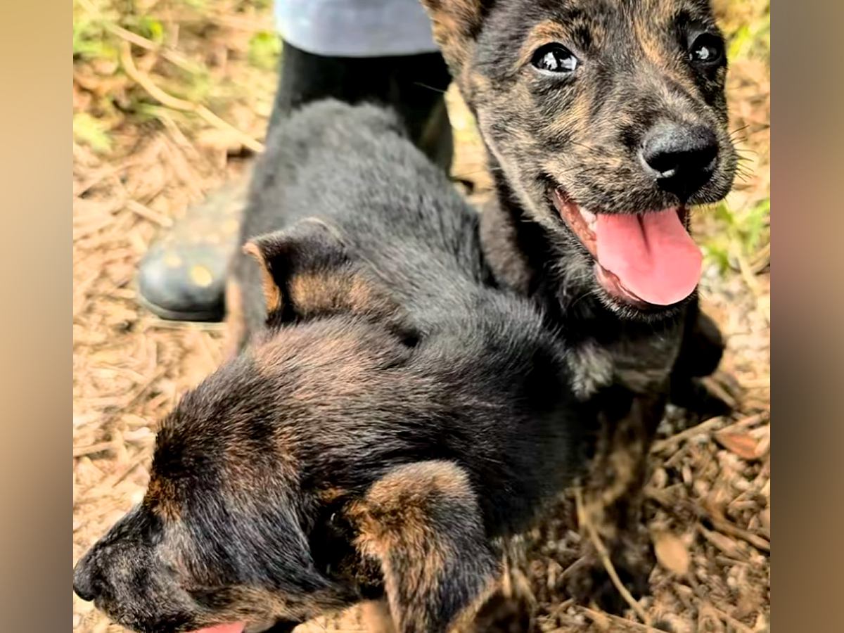 真夏の暑い日『ゴミ箱に捨てられていた2匹の赤ちゃん犬』を発見…保護して2ヶ月後→泣ける展開に反響「助けてくれてありがとう」「心が痛い」