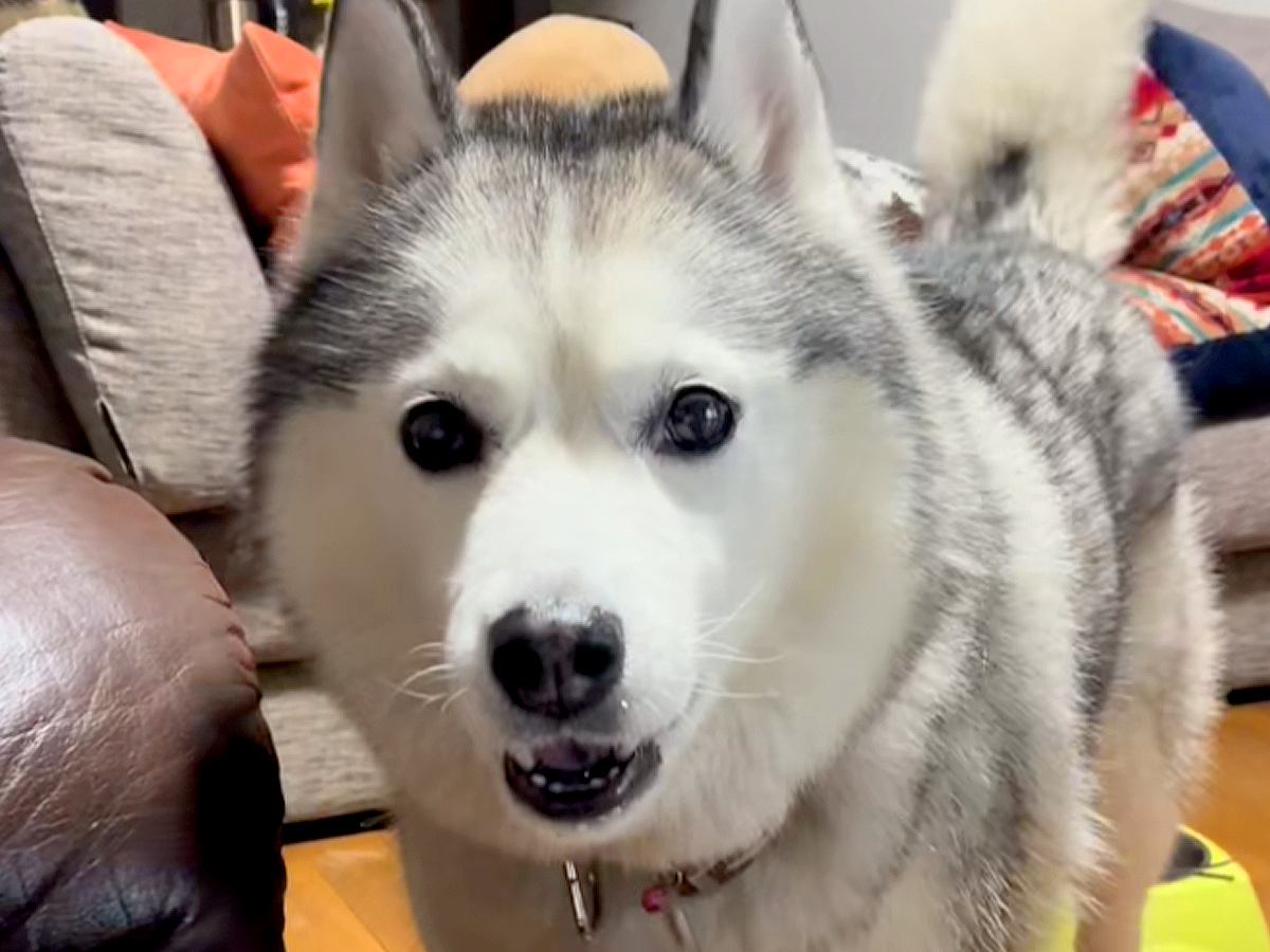 食後のオヤツが欲しくて抗議しまくる大型犬…次の瞬間→文句中に見せた『コントのような行動』が47万再生「人間？ｗｗ」「横目で見て可愛い」